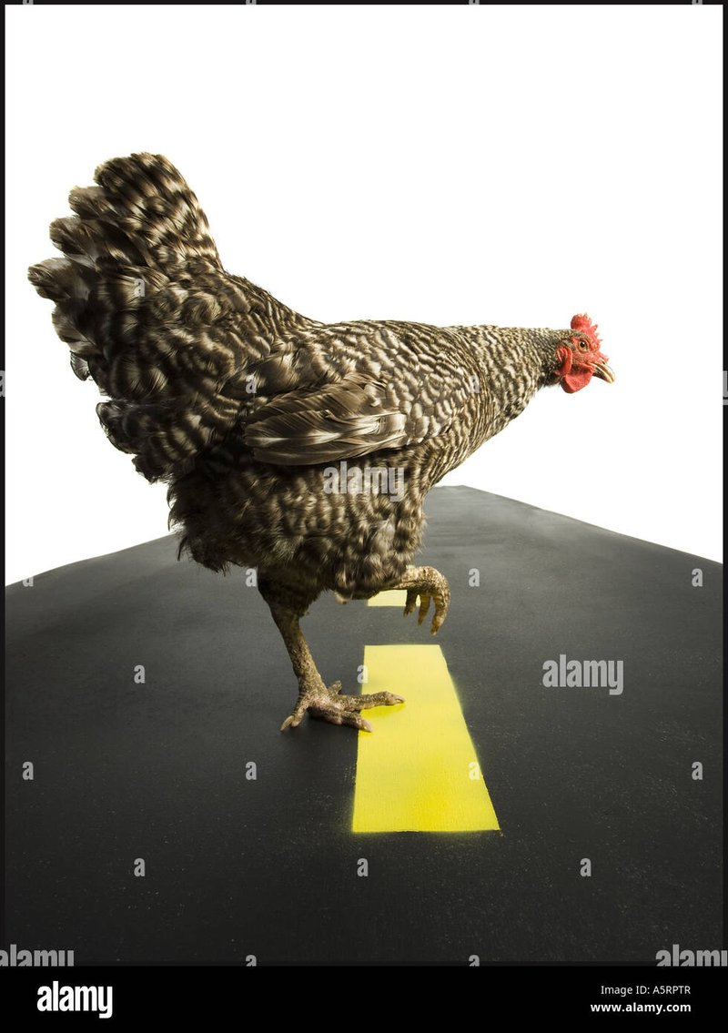 Chicken road game, chicken road casino